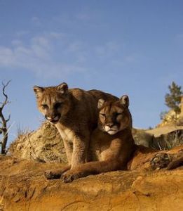 哥倫比亞美洲獅