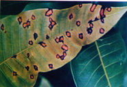 芒果葉點霉葉斑病 芒果葉點霉葉斑病