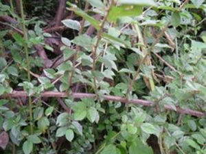 窄葉雀梅藤 窄葉雀梅藤