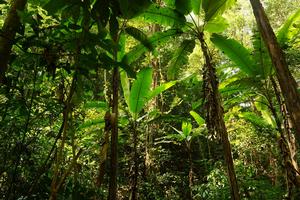 熱帶雨林景觀