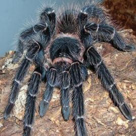 巴西所羅門食鳥 巴西所羅門食鳥