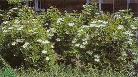 三裂莢蒾 三裂莢蒾