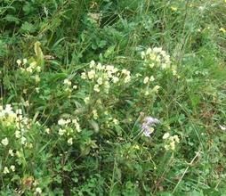 曲莖馬先蒿 曲莖馬先蒿