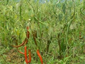 小灣子村[雲南省昆明市宜良縣北古城鎮小灣子村]