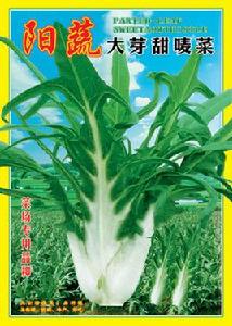 陽蔬大芽甜麥菜 陽蔬大芽甜麥菜
