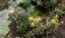 鉤枝鐮刀蘚 鉤枝鐮刀蘚