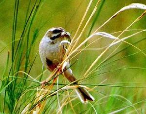 栗斑腹鵐 栗斑腹鵐