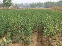 麻黃[麻黃目麻黃科植物]