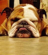 家犬也是犬科動物