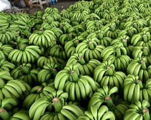 麻涌香蕉 麻涌香蕉