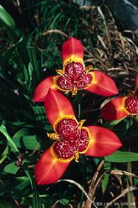 （圖）墨西哥常春藤