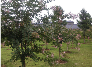 九仙嶺森林公園