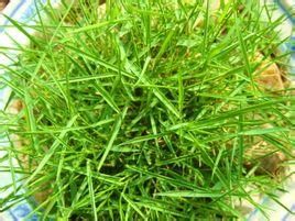 匍莖剪股穎 匍莖剪股穎