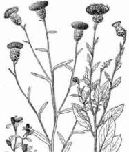 薄鱗菊屬 薄鱗菊屬