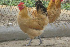 淮南麻黃雞 淮南麻黃雞