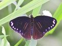 雙標紫斑蝶