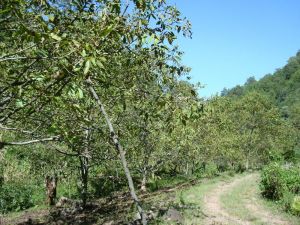 黑摸山村 黑摸山村
