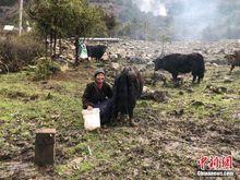 2018年5月9日央宗正玉麥鄉給自家氂牛擠奶