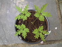 羽葉三七（變種）