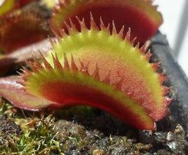 波西米亞石榴紅捕蠅草 波西米亞石榴紅捕蠅草