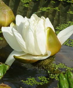 克魯茲王蓮 克魯茲王蓮