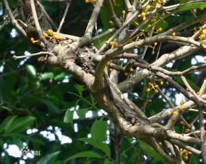 八角鞘花寄生 八角鞘花寄生