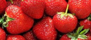 有機奶油草莓園 有機奶油草莓園