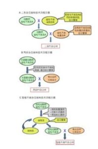 雜交不育 雜交不育