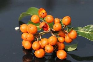 台灣圓果海桐 台灣圓果海桐