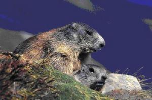 巴隆國際狩獵場