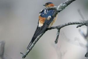 金腰燕普通亞種 金腰燕普通亞種