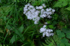 深山唐松草 深山唐松草