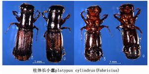 雄成蟲和雌成蟲