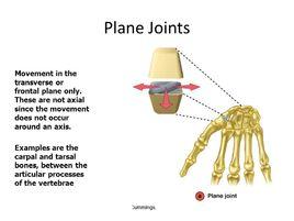 平面關節 平面關節