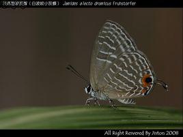 白波紋小灰蝶 白波紋小灰蝶