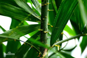 五脈剛毛省 五脈剛毛省