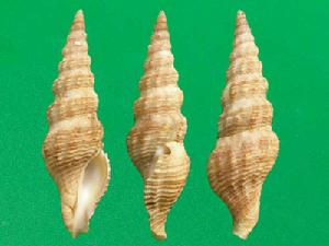 薄唇卷管螺 薄唇卷管螺