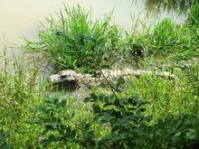 安徽揚子鱷保護區
