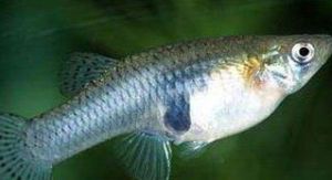 寬口弓魚 寬口弓魚