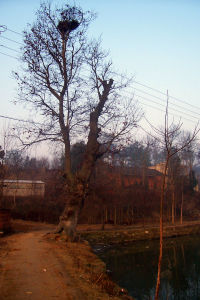 官上-古楓香樹（2007.2攝）