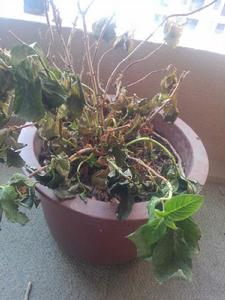 枯萎[漢語詞語]