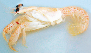 侏羅紀蝦 侏羅紀蝦