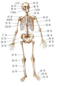 人的骨骼