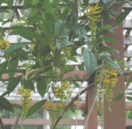 荷包山桂花(原變種) 荷包山桂花(原變種)