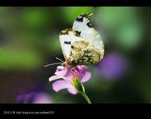 黃尖襟粉蝶（雌）