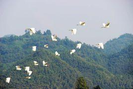 湖南綏寧花園閣國家濕地公園 湖南綏寧花園閣國家濕地公園