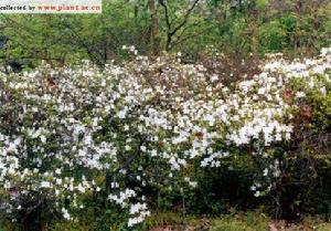 白花杜鵑 白花杜鵑