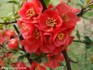 遊戲相關-海棠花