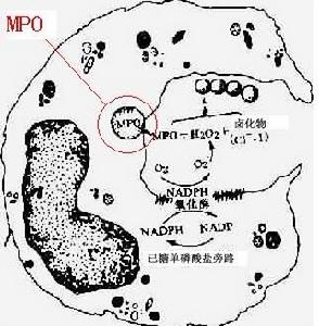 髓過氧化物酶缺乏症