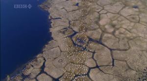 （圖）北美馴鹿穿越北極苔原